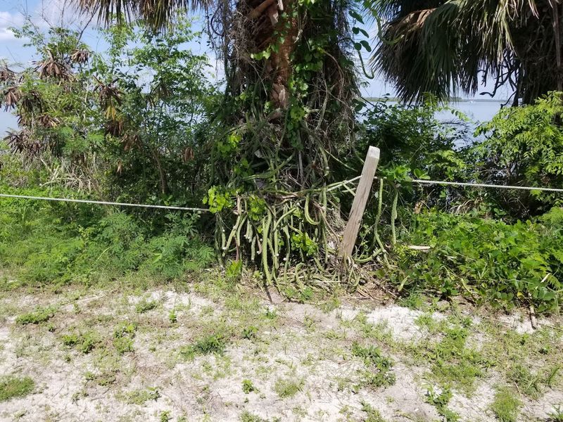 Orange Groves That Once Defined A Community