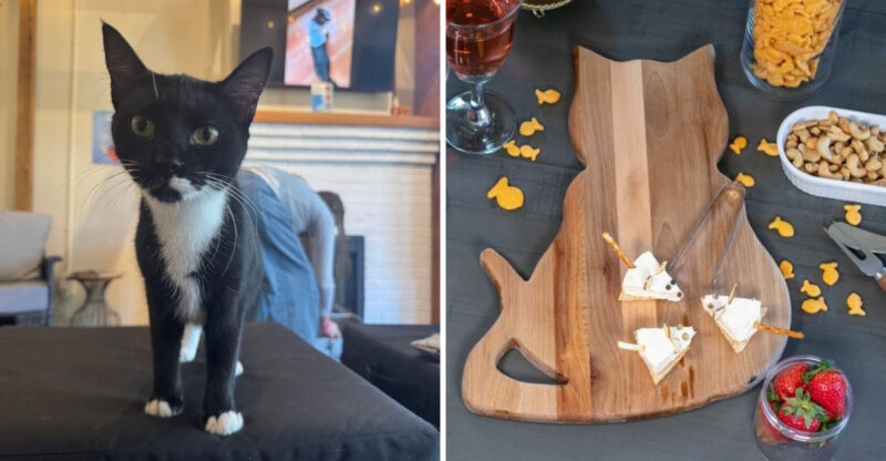 The Georgia Dining Experience That Has Every Cat Lover Completely Obsessed