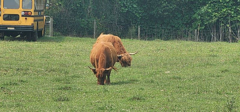 The Highland Cows That Stop Everyone In Their Tracks