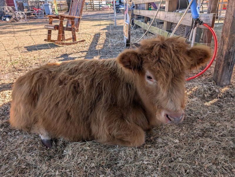 Highland Cow Cuddle Experiences