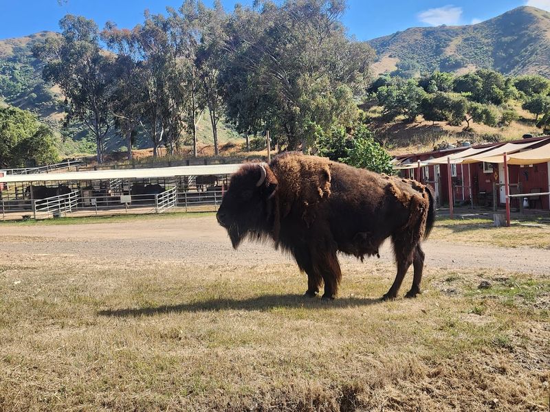 Bison Are Not Native To Catalina And That Detail Matters