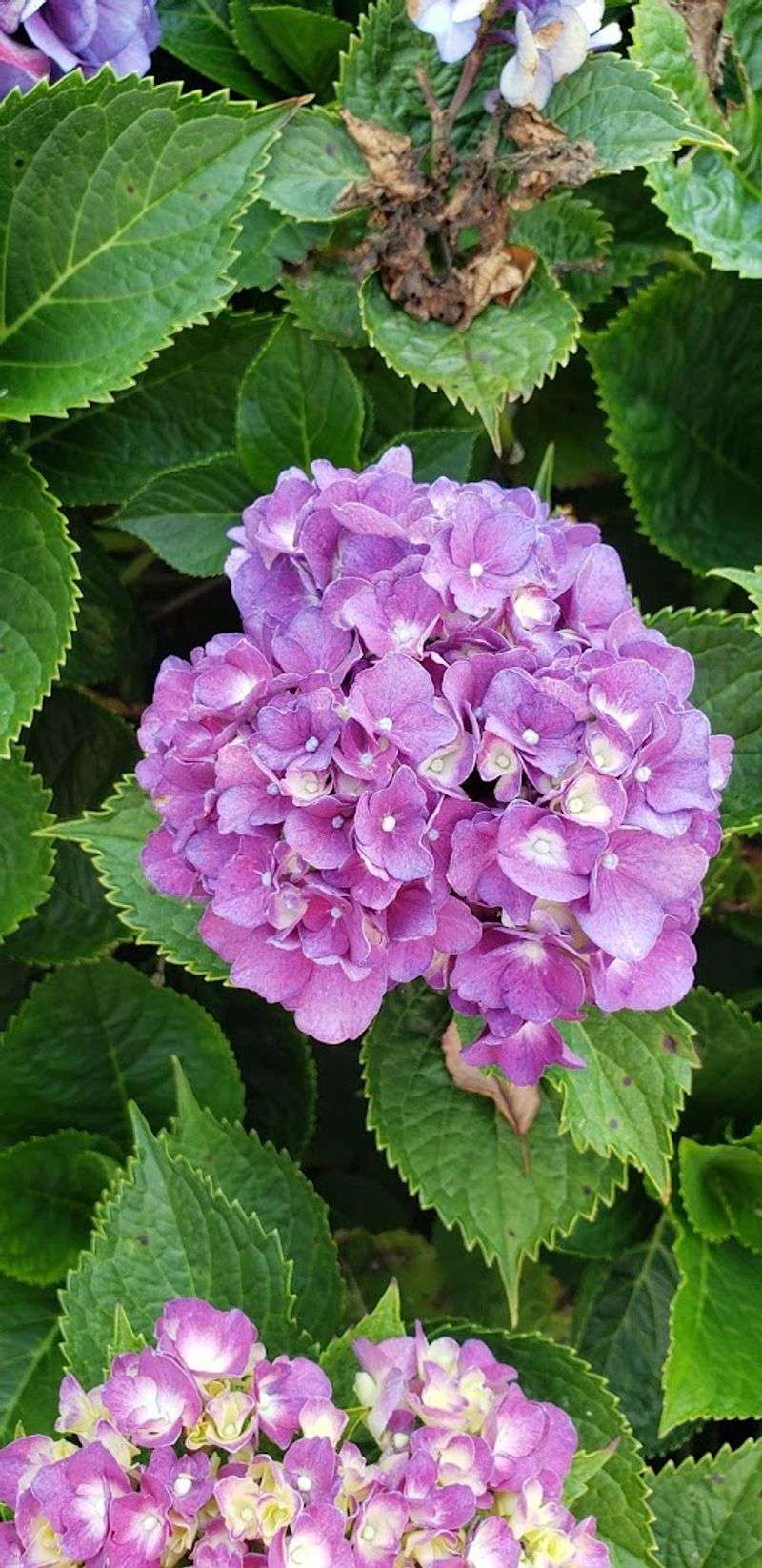 Beautiful Flowers For Picking And Photography