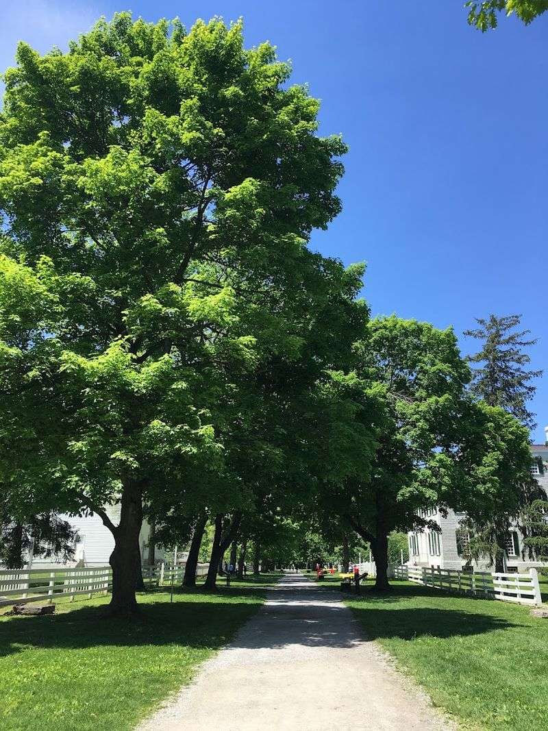 The Towering Sycamore Trees That Set The Scene