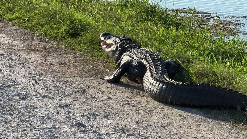 Alligators Everywhere You Look