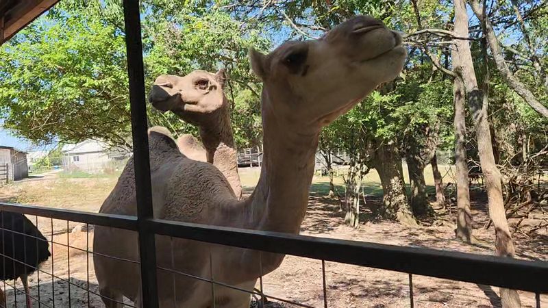 You'll Absolutely Fall In Love With This Peaceful Kentucky Park And Its Farm Animals - Decor Hint A Remarkable Variety Of Exotic Animals