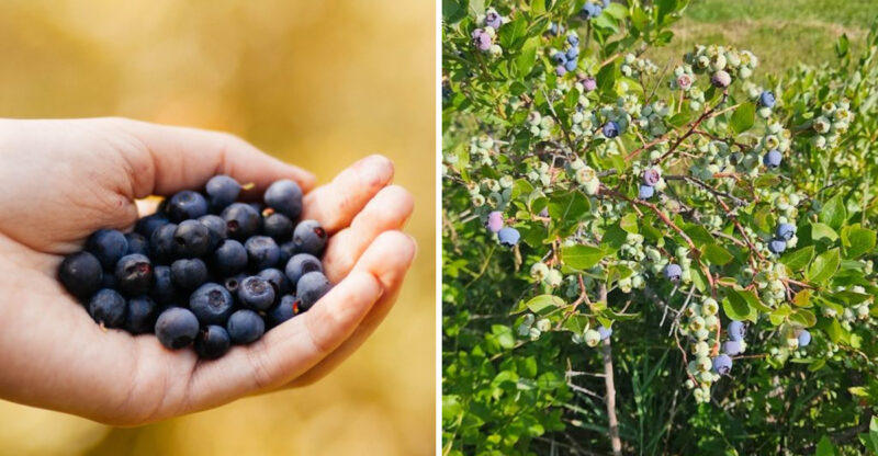 The Idaho Farm Where You Can Pick Blueberries For $4 A Pound
