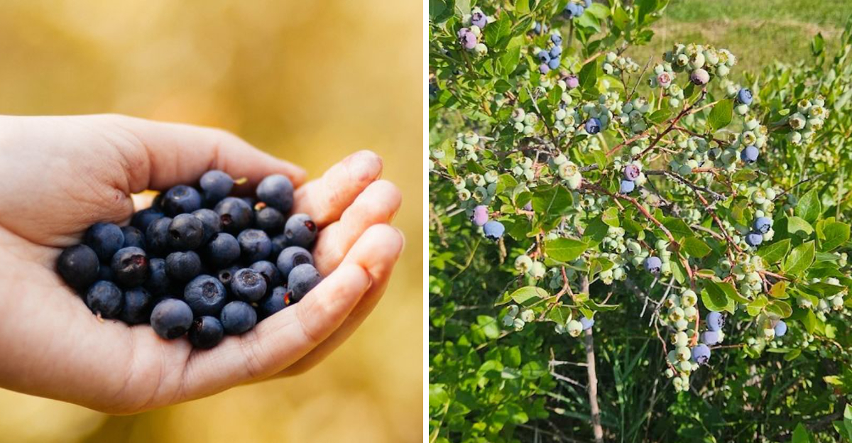 The Idaho Farm Where You Can Pick Blueberries For 4 A Pound - Decor Hint