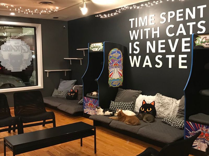 Where Coffee And Cats Share The Spotlight