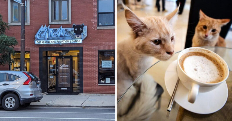 The Illinois Cat Café Where A Simple Coffee Stop Turns Into A Purr-Fect Escape