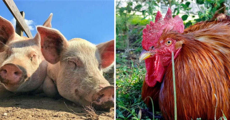 The Inspiring New York Sanctuary Where Rescued Animals Get A Second Chance At Life