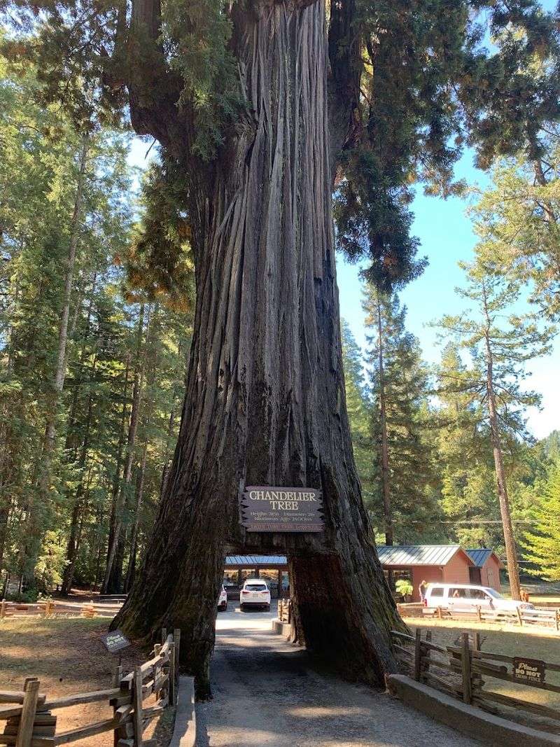 Chandelier Drive-Thru Tree, Leggett