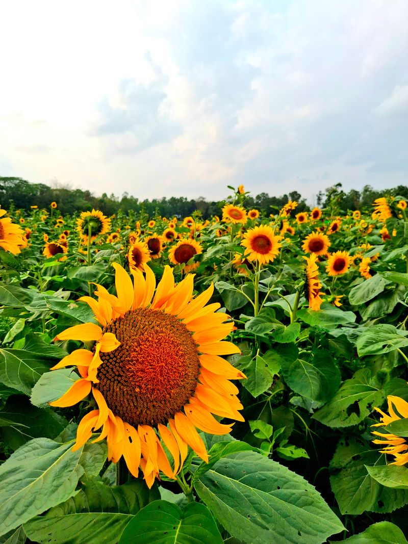 A Sea Of Gold That Only Lasts A Few Weeks