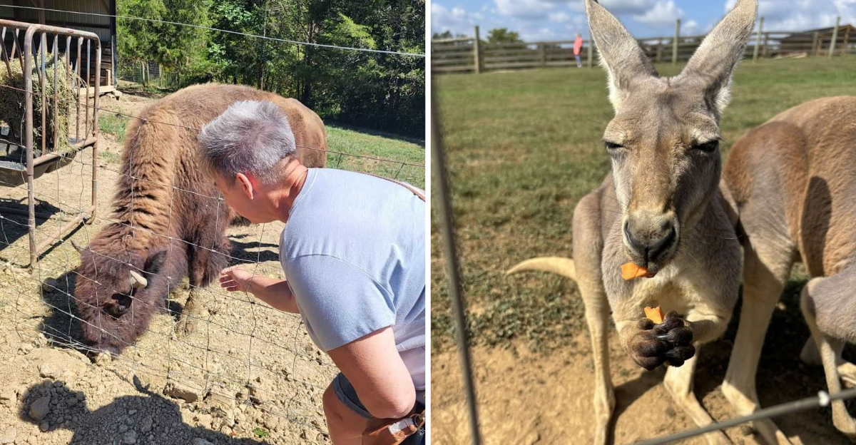 The Kentucky Zoo Where Every Visit Means Meeting Animals Youd Never Expect To Touch - Decor Hint