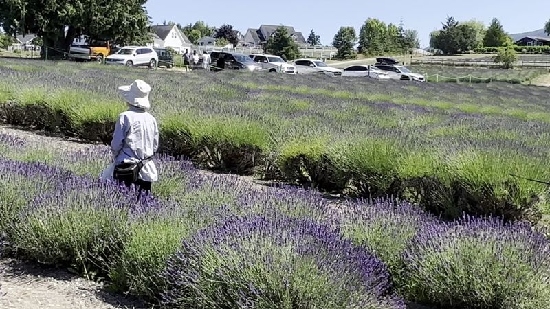 This Washington Lavender Farm Is The Summer Escape You Cannot Miss - Decor Hint U-Pick Lavender Is More Fun Than You Expect