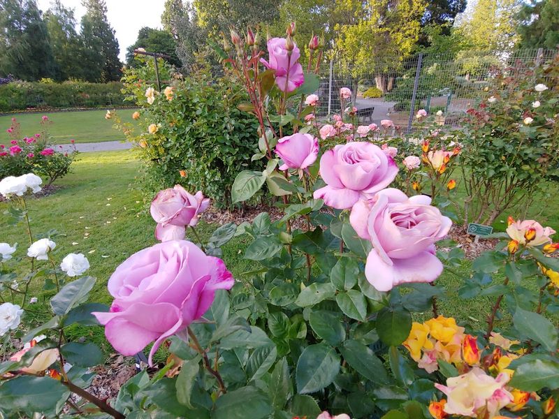 This Stunning Washington Rose Garden Looks Like Something Lifted From A Monet Masterpiece - Decor Hint The Fragrance Factor Nobody Talks About Enough