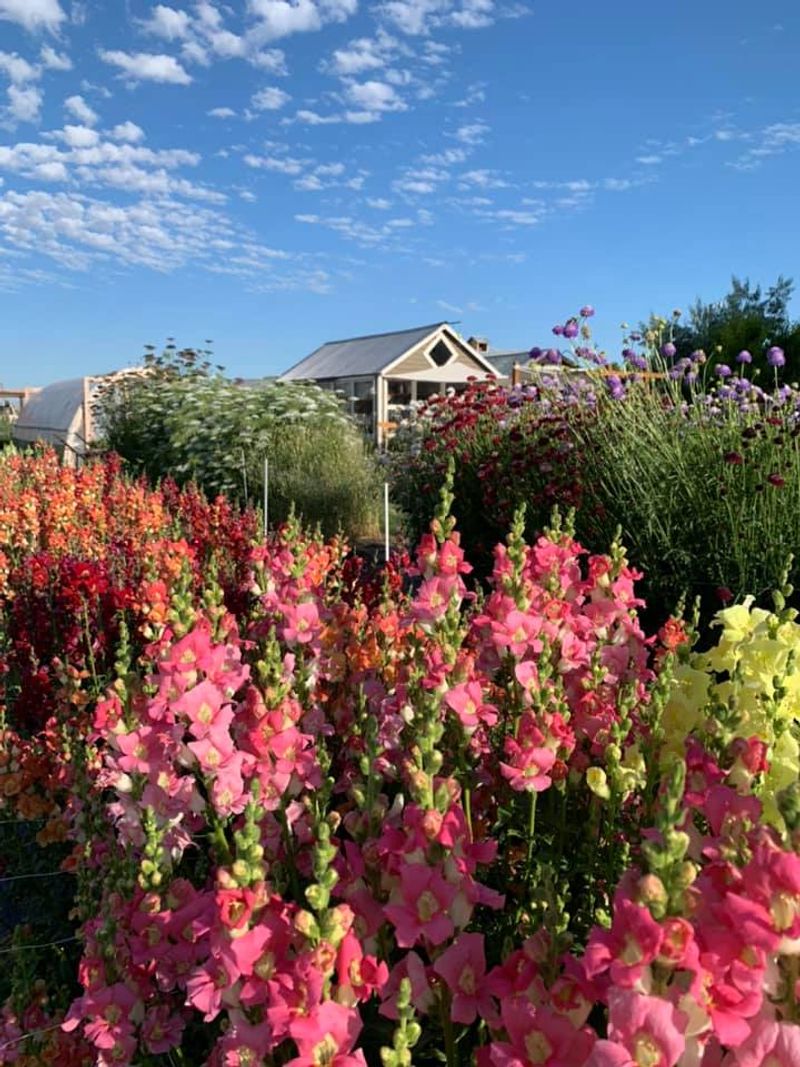 This Idaho Flower Farm Turns June Into A Colorful Country Escape - Decor Hint Idaho's Summer Heat Meets Shade, Flowers, And Slow Wandering