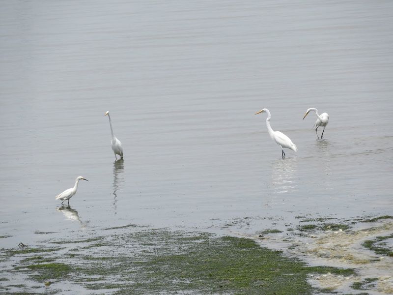 Why Low Tide Is Your Best Friend Here