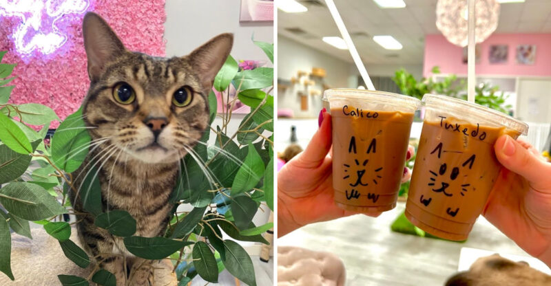 The Lovely Cat Cafe In Florida That Will Make Your Day Better With Sweet Rescue Kitties