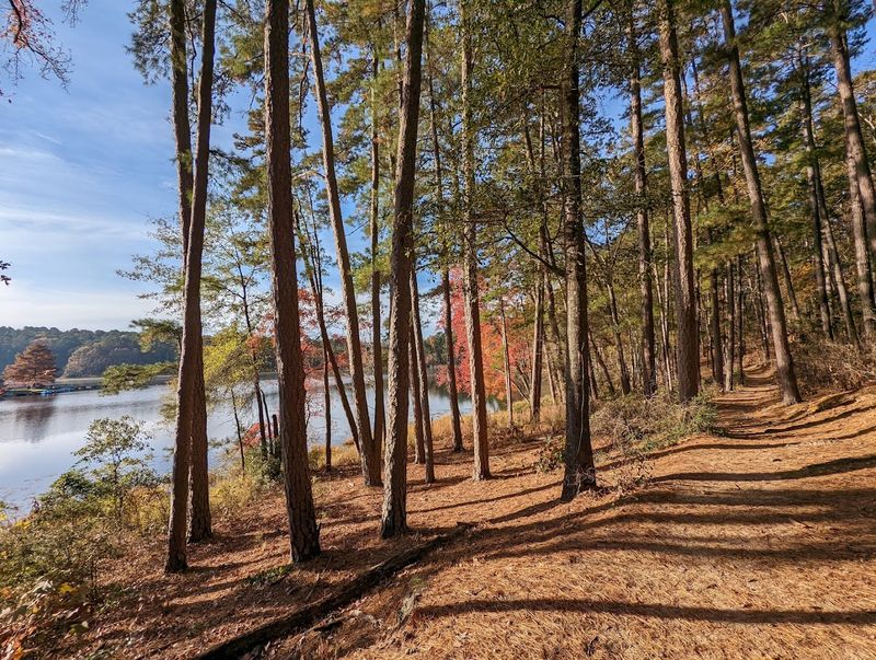 A Forest That Feels Alive
