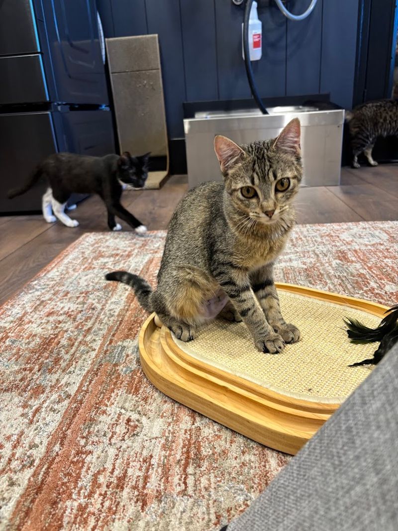 The Adoption Lounge Where Rescue Cats Find Families