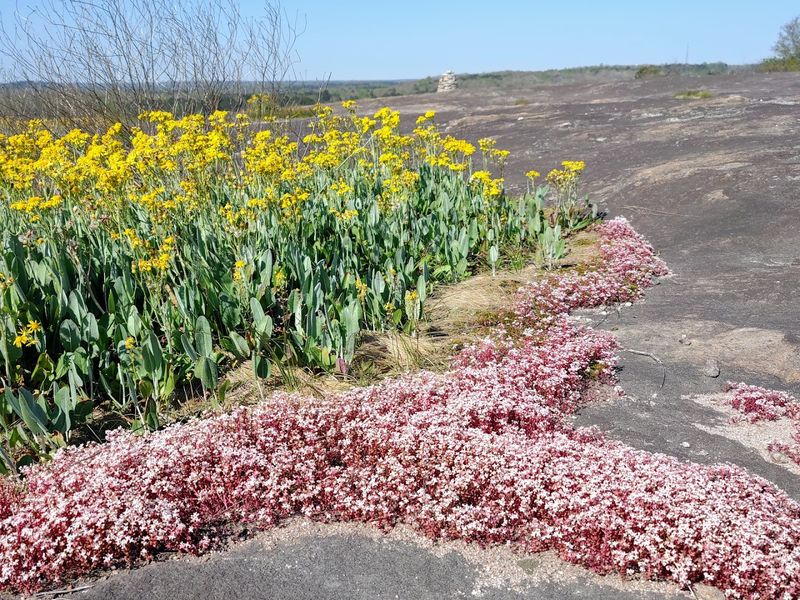 Rare Diamorpha Wildflowers Growing In Rock Pools