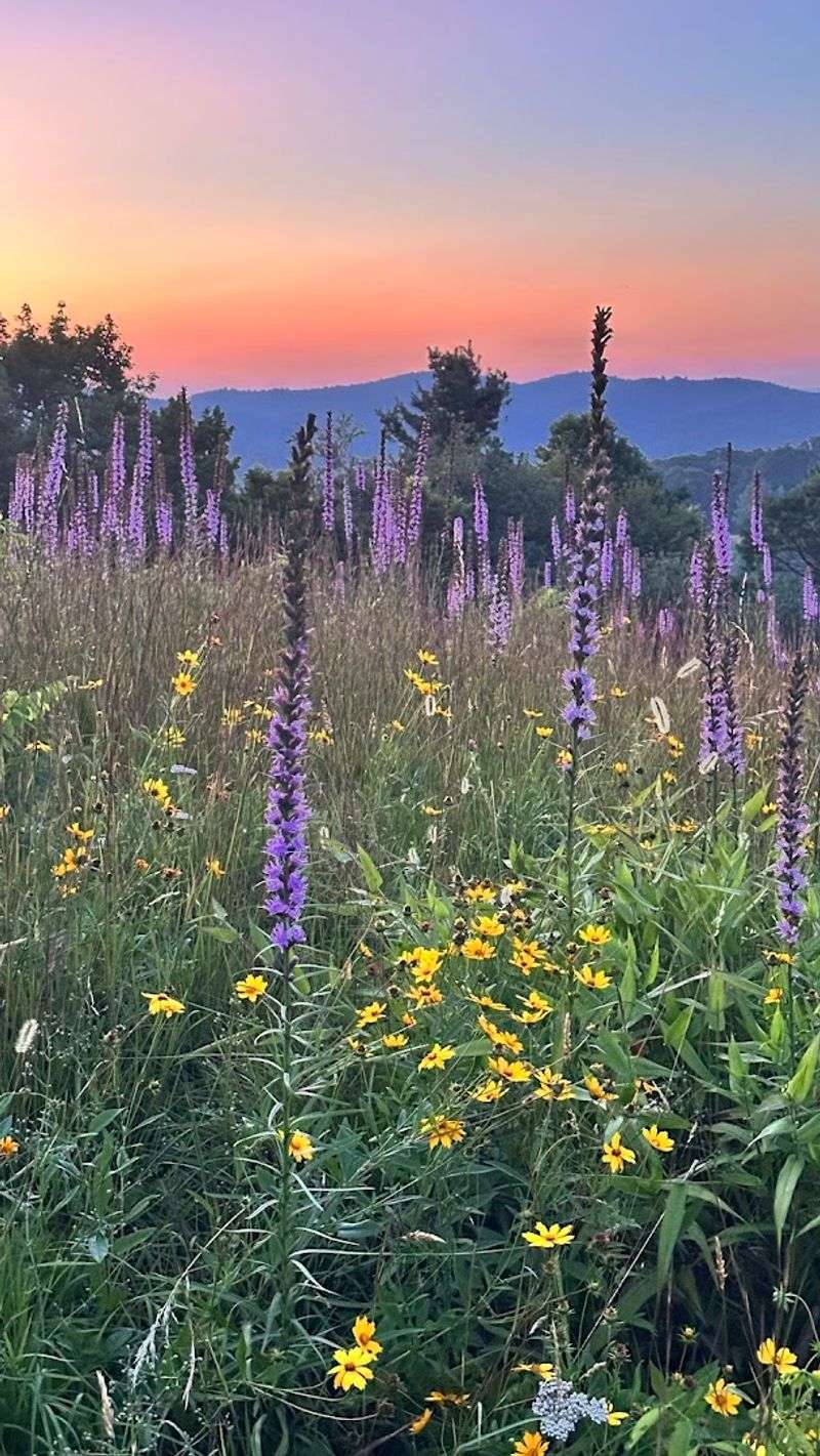Liatris Gives Doughton Park Its Big Summer Moment