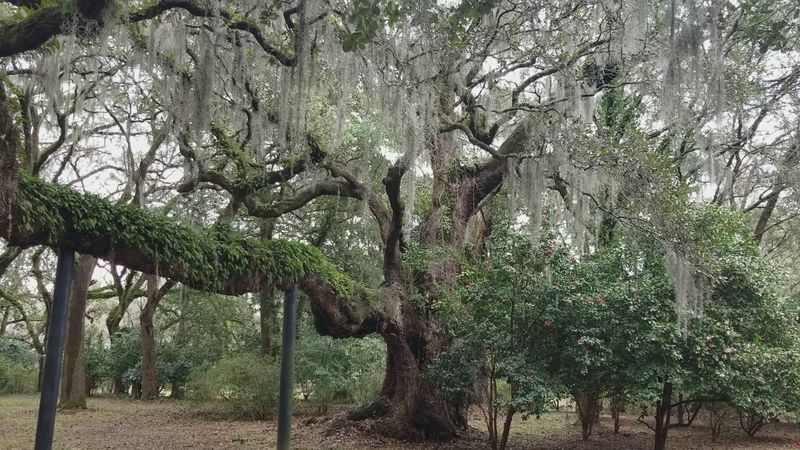 80 Acres Of Gardens And A Live Oak Alley