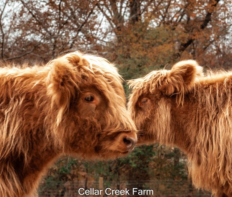 The Cows Have Main Character Energy
