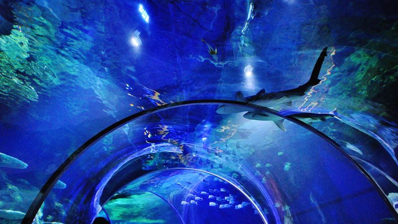 Step Inside North Carolina's Only Underwater Tunnel For A Memorable Aquarium Adventure - Decor Hint Sharks Glide Overhead Like They Own The Place