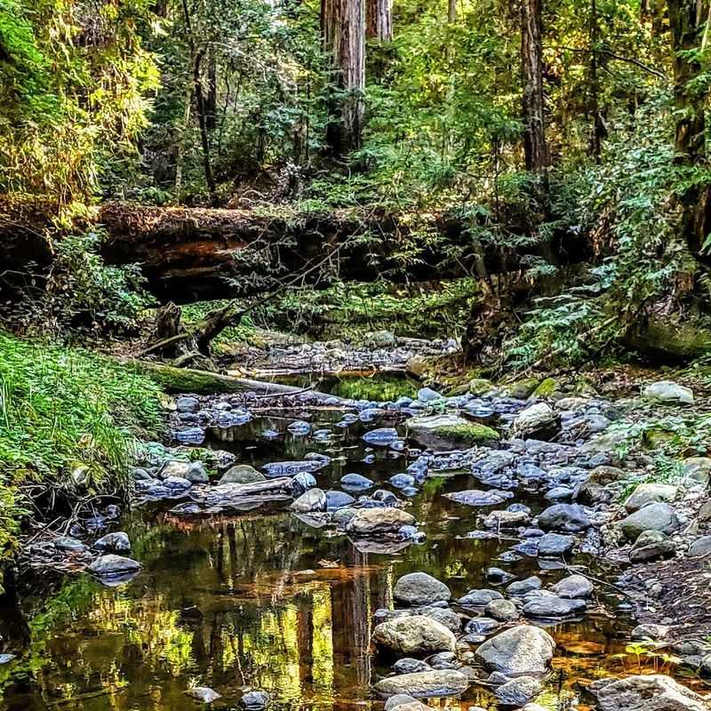 Peters Creek Grove And The Reward Of Going Deeper