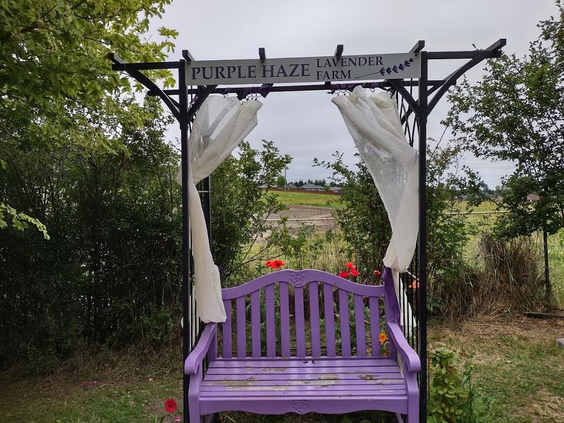 This Washington Lavender Farm Is The Summer Escape You Cannot Miss - Decor Hint Getting There Is Part Of The Experience