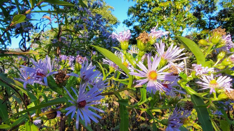 Wildflowers Make The Gravel Climb Feel Less Like Work