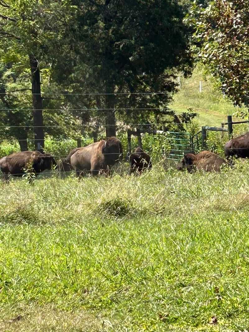 Few People Know North Carolina Has A Buffalo Farm Where You Can Meet The Herd - Decor Hint Sunset Ridge Makes Roxboro Feel Like Buffalo Country For An Afternoon