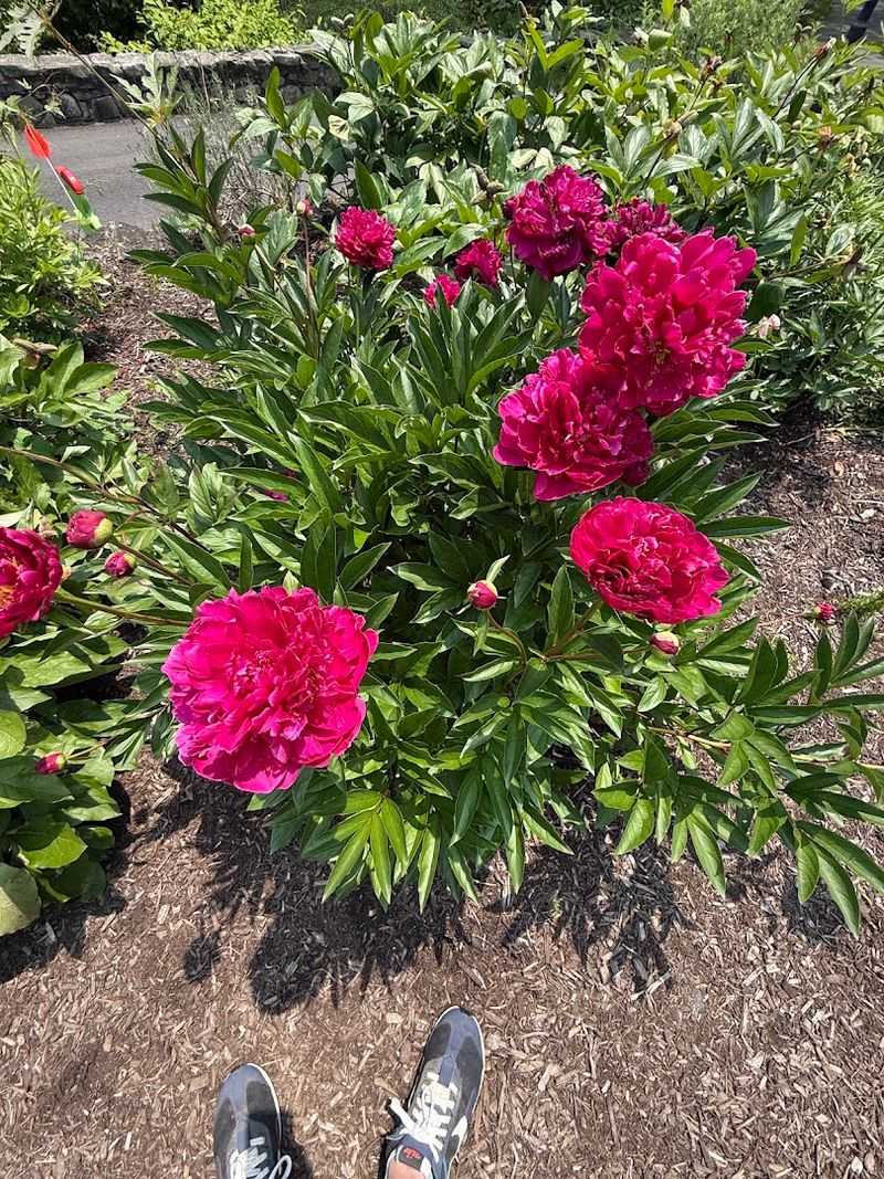 Classes, Blooms, And Quiet Paths