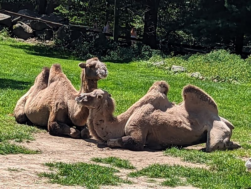 Rides And Attractions That Go Beyond The Animals