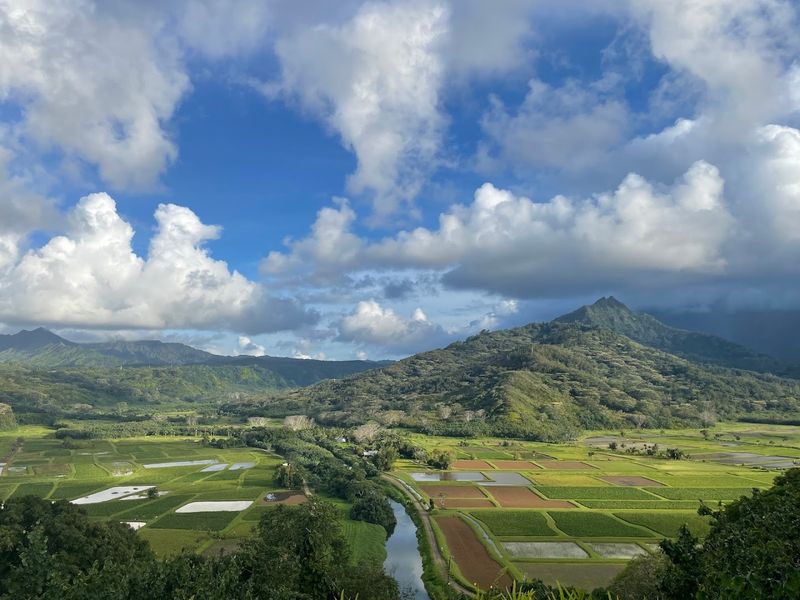 Where The Taro Fields Tell A Story