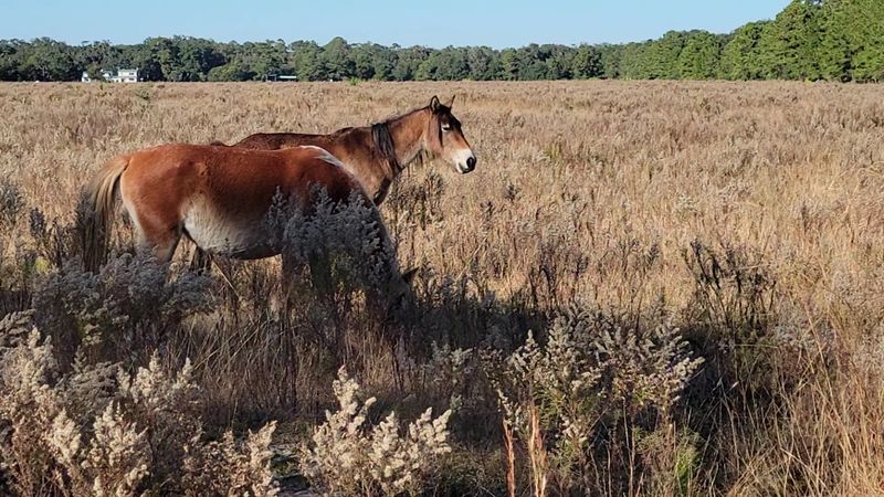 Wild Horses Roaming Freely Across The Island