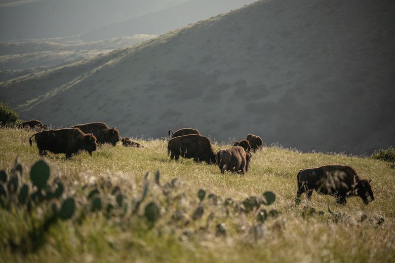 The Herd Is Smaller Than Many Visitors Expect