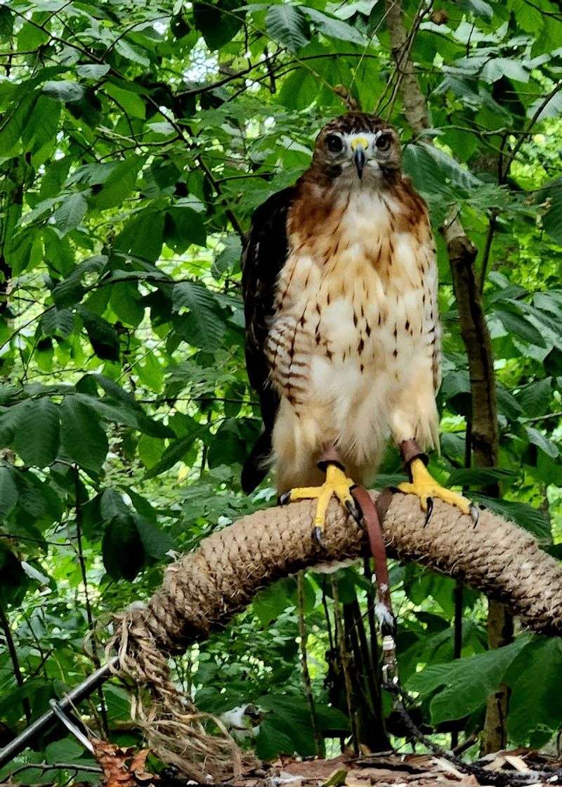 Bird Watching And Wildlife Photography