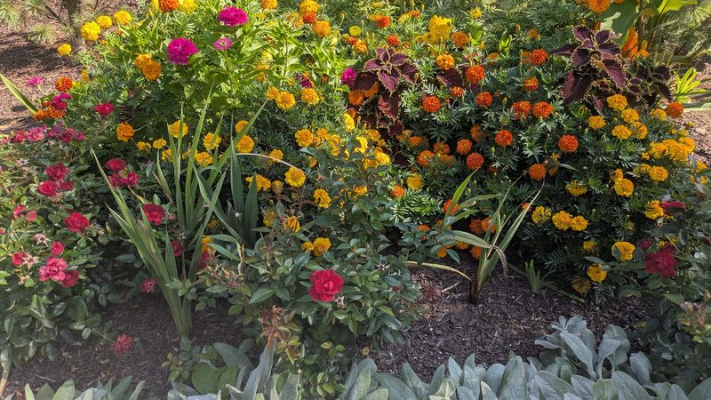 Seasonal Blooms