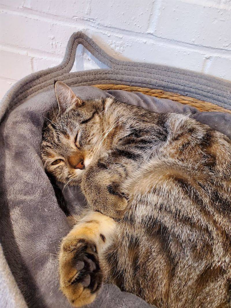 Cat Lovers Can Support Without Adopting