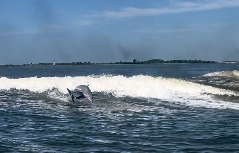 Dolphins Are A Surprisingly Common Sight Near The Shore