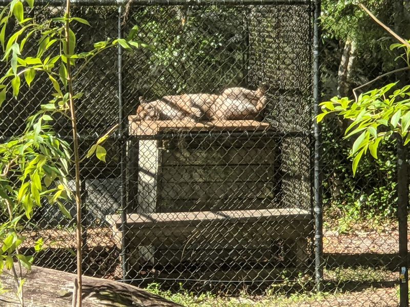 Florida Panthers Up Close