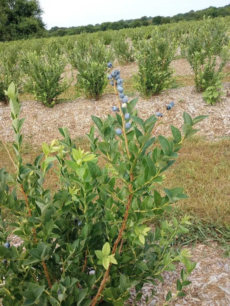 Blueberry Fields Bigger Than You Would Expect