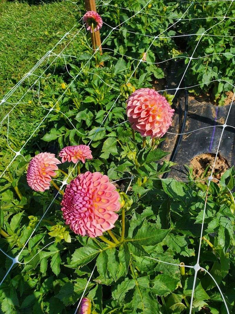 This North Carolina Flower Farm Has Dahlia Rows That Look Almost Too Pretty To Pick - Decor Hint Barnardsville Hides One Of North Carolina's Sweetest Flower Stops