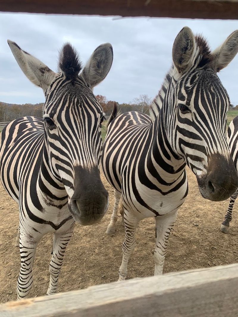 A Baby Zebra That Will Melt Your Heart