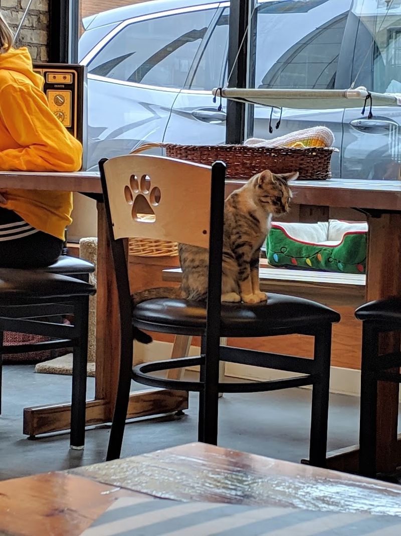 Cat Lovers Are Completely Smitten With This Wisconsin Café - Decor Hint More Than Just A Coffee Stop