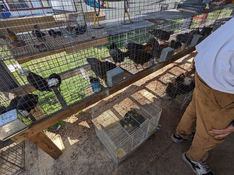 Nursery Plants And Live Chickens For The Adventurous Shopper
