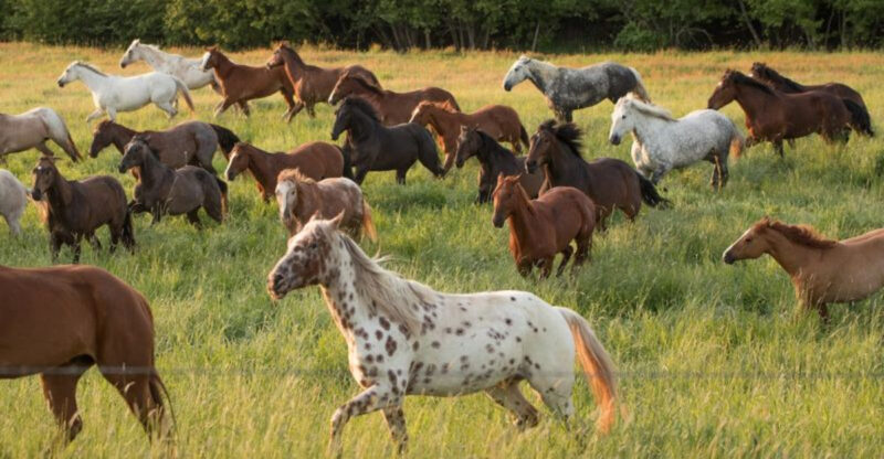 The State Horse Of Idaho Can Be Found At This Scenic Guest Ranch, And It’s Well Worth Adding To Your List