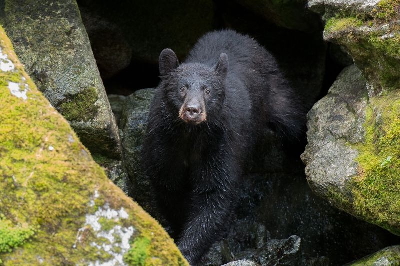 Wildlife That Gets Surprisingly Close